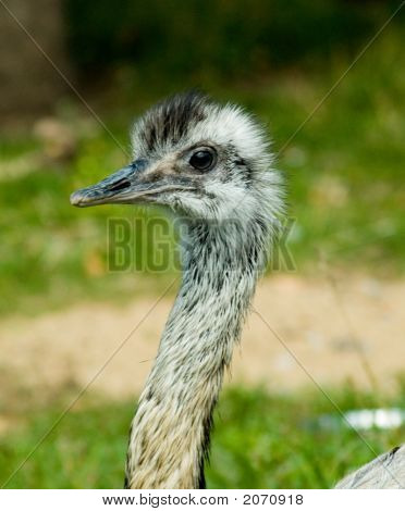EMU portrét
