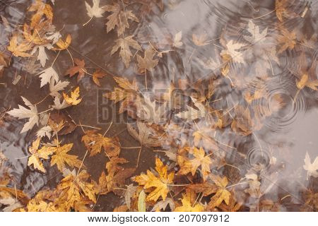 Macro view of yellow maple leaves in the pudde