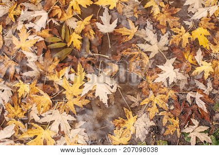 Macro view of yellow maple leaves in the pudde