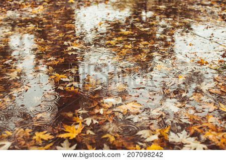 Macro view of yellow maple leaves in the pudde