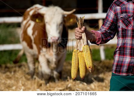 Farmer With Corn Cobs With Cow Behind Him