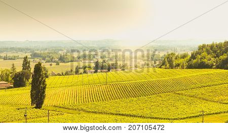 Vineyard Of Saint-emilion, France, Near Bordeaux At The End Of Spring 2017