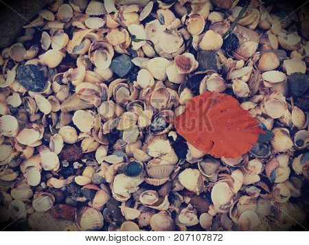 Fallen Orange Beech Leaf On Thousands Seashells, Empty Shell On Beach
