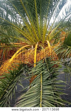 Date Palm / Phoenix Dactylifera with fruits / Lanzarote, Canary Islands, Spain