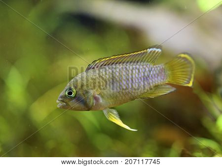 Image of a Apistogramma Nijsseni in a fish tank