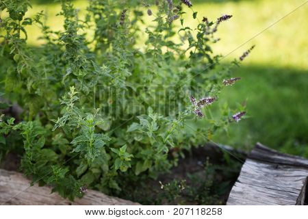 Slective focus on the mint flower. Garden with fresh herbs.