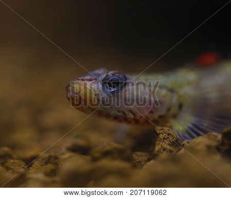 Image of a Rhinogobius Wui in a fish tank