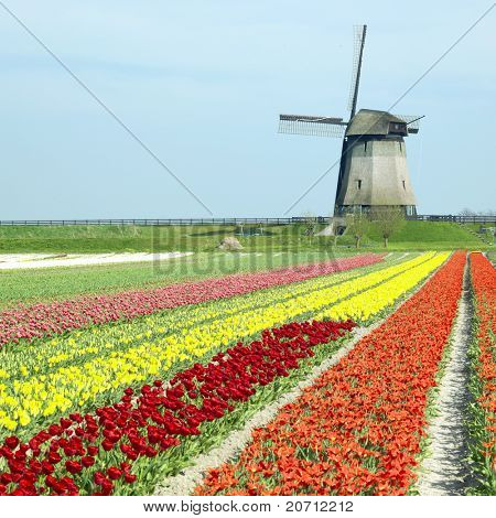 větrný mlýn s Tulipán pole poblíž Schermerhorn, Nizozemsko