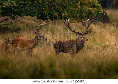 Red Deer Stags (Cervus elaphus) ,nature usa