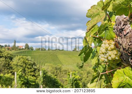 Ripe juicy green grapes for white vine in vineyard on south Styrian vine route in Austria