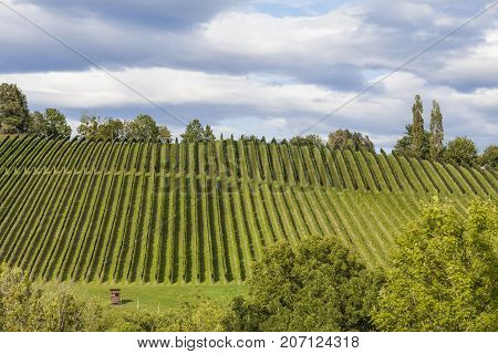 Rows in vineyard along the south Styrian vine route in Austria Europe