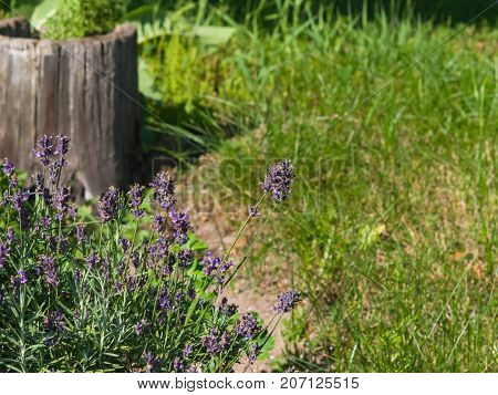 Lavender Lavandula angustifolia flowers at flowerbed close-up with bokeh background selective focus shallow DOF.