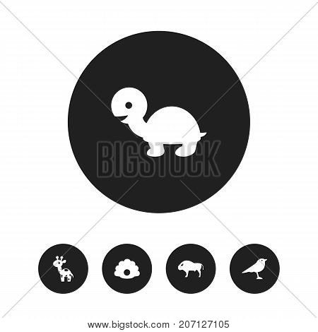 Set Of 5 Editable Zoo Icons. Includes Symbols Such As Catbird, Tortoise, Bison And More