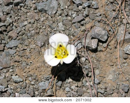 Sierra Mariposa Lily