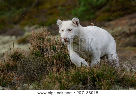 Bengal tiger (Panthera tigris tigris)albino white india