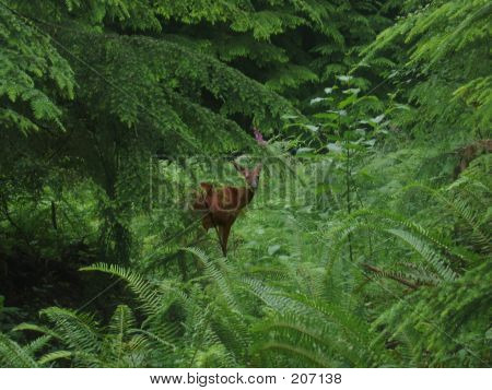 Cerf caché