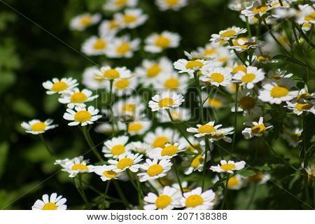 A beautiful patch of Feverfew or Tanacetum Parthenium