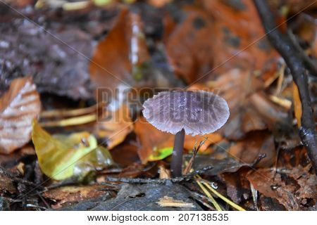 Close-Up of mushroom wild forest mushroom small mushroom fungi brown mushroom