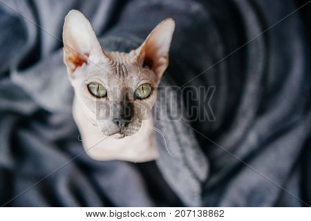 Beautiful cat of the Sphinx under a warm gray blanket blanket. shot from above.