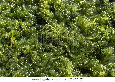 Sea Grapes ( Green Caviar ) Seaweed, Healthy Food