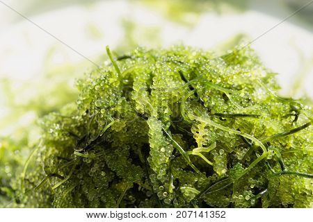 Sea Grapes ( Green Caviar ) Seaweed, Healthy Food