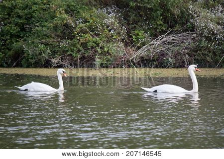 pair of swans swimming on the channel