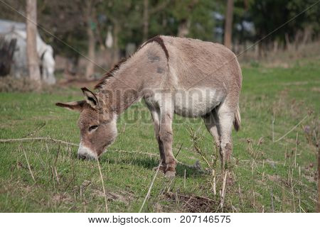 Brown donkey grazing on the grass channel