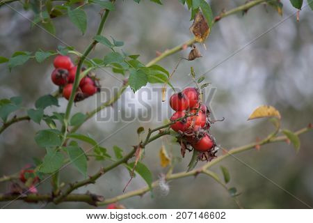 red berries on the channel in the wild