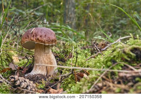 One Brown Mushroom, Lurid Bolete, In The Woods.