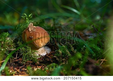 One Brown Mushroom, Lurid Bolete, In The Woods.