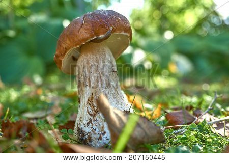 One Brown Mushroom, Lurid Bolete, In The Woods.
