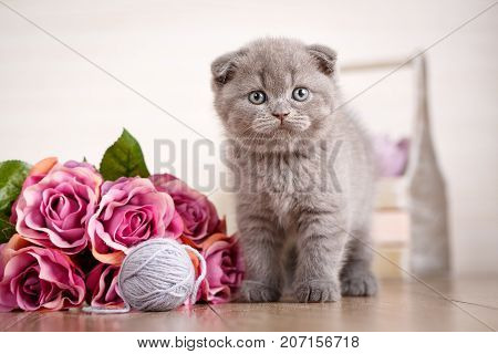 Scottish kitten portrait. Cat at home. Scottish Fold Cat. Purebred cats. playful kitten