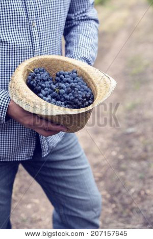 Straw Hat Grapes Clusters Syrah Harvest Vineyard