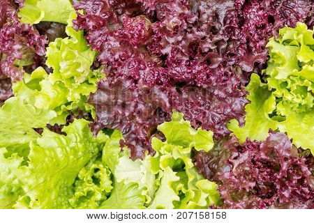 Fresh Lollo Rosso Lettuce And Green Lettuce