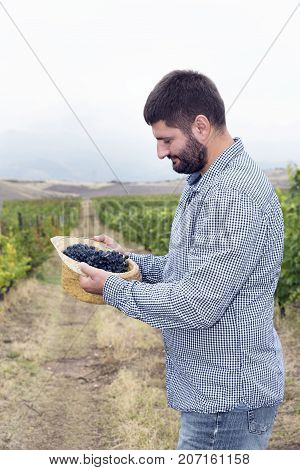 Vertical Man Harvest Vineyard Grapes Syrah Hat
