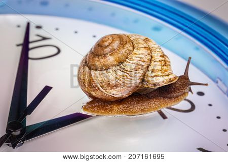 a grape snail on an desktop clock, close up view