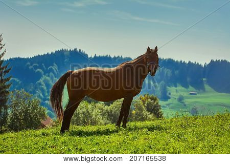 Chestnut Horse On Pasture