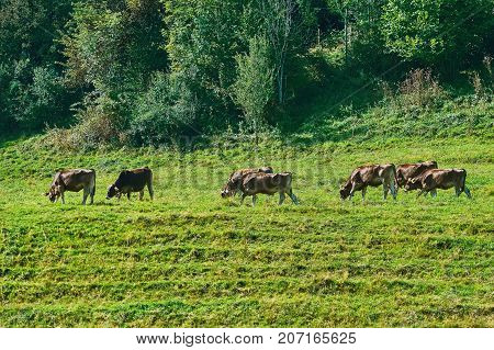 Herd Of Cows