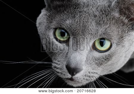 Ruská modrá kočka