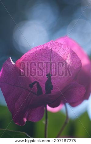 Bouganvillea Flower
