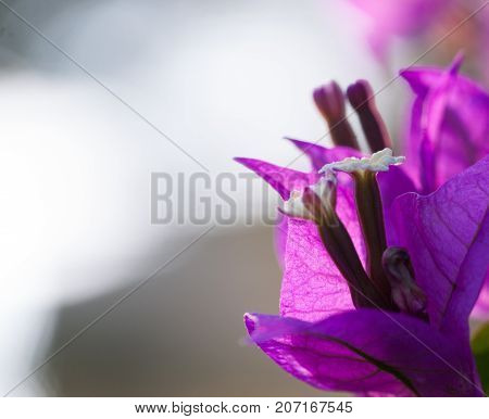 Bouganvillea Flower