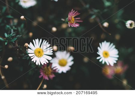 Close-up of small beautiful chamomile flowers on meadow
