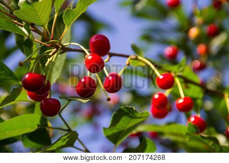 Ripe cherry berries on a tree branch in garden