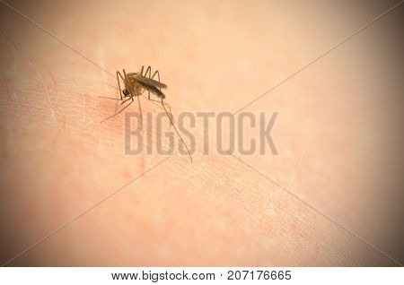 The mosquito bites into the arm and the abdomen is filled with blood