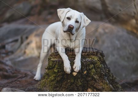 young cute exhausted labrador retriever dog puppy sits on a tree with pretty face