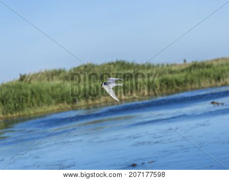 Whiskered tern flying in italian pond; specie Chlidonias hybrida family of Laridae
