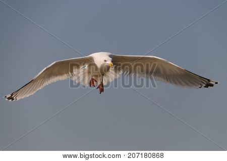 A seagull sitting on the beach on the Northern Geman Island of Borkum