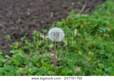 dandelion Taraxacum sect. Ruderalia Cichorieae flower in garden in front of meadow and earth autumn mood