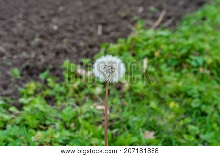 dandelion Taraxacum sect. Ruderalia Cichorieae flower in garden in front of meadow and earth autumn mood