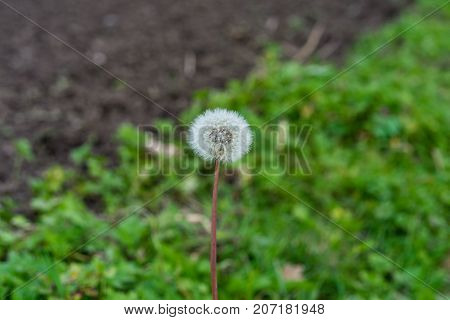 dandelion Taraxacum sect. Ruderalia Cichorieae flower in garden in front of meadow and earth autumn mood